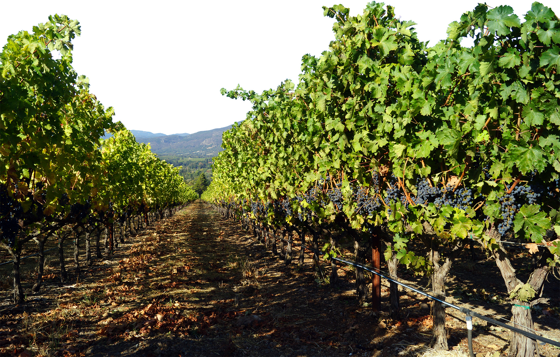 Coombsville, California