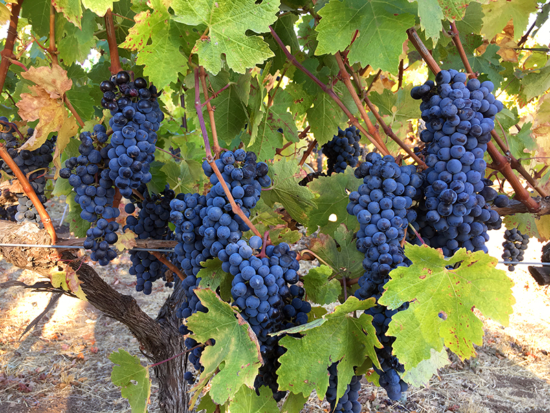 Ripening Grapes